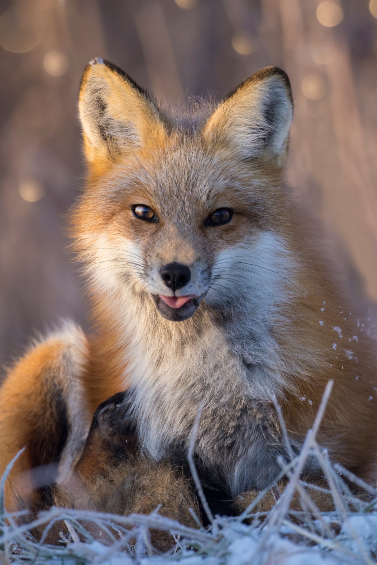 Christmas Fox Poster och Canvastavla