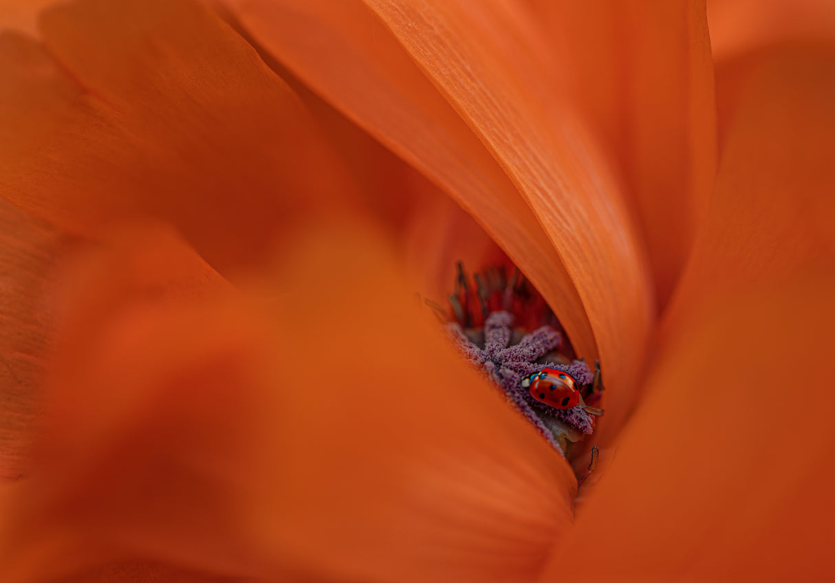 Ladybug in Poppy Poster och Canvastavla