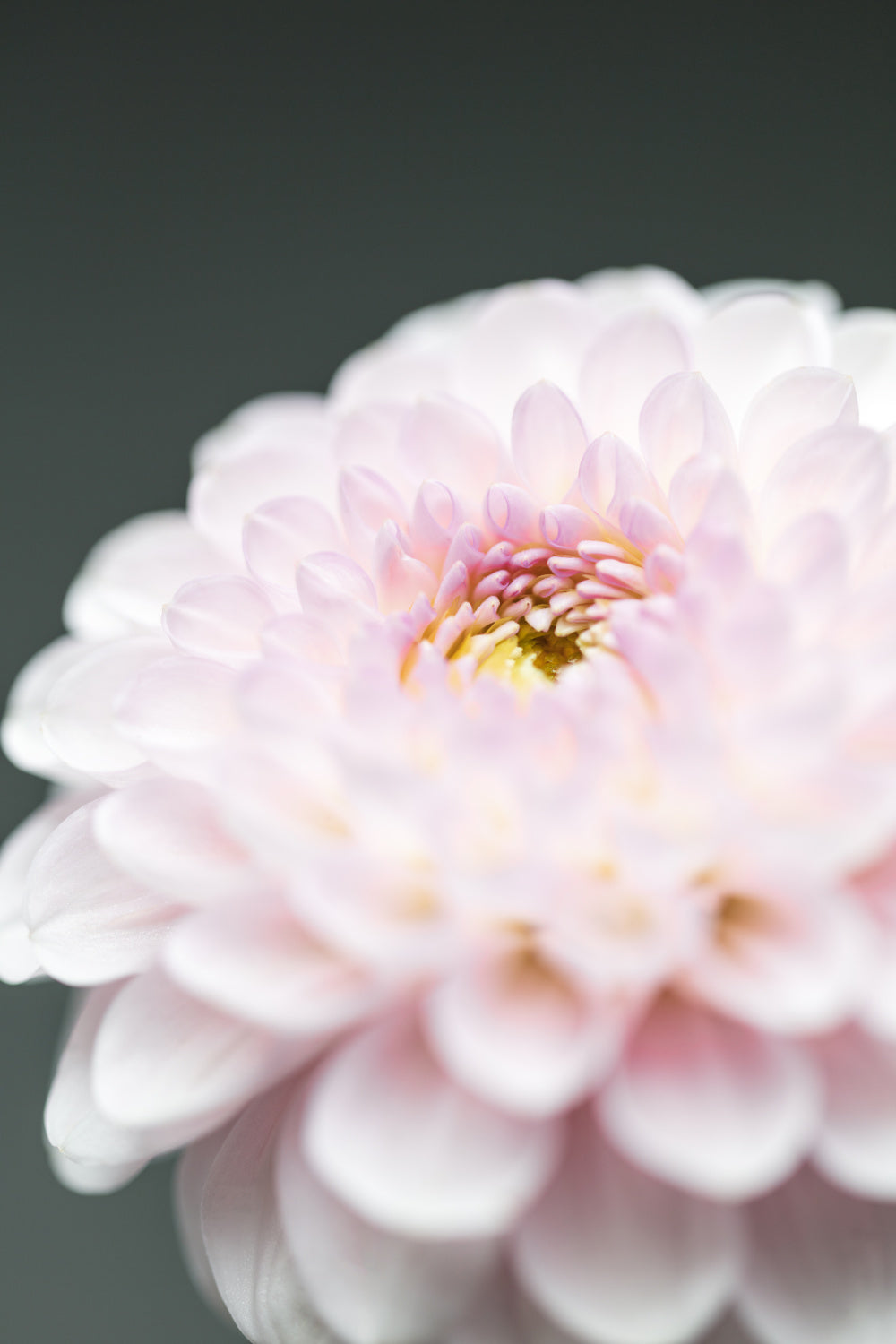 Pink Flower No1 Poster och Canvastavla