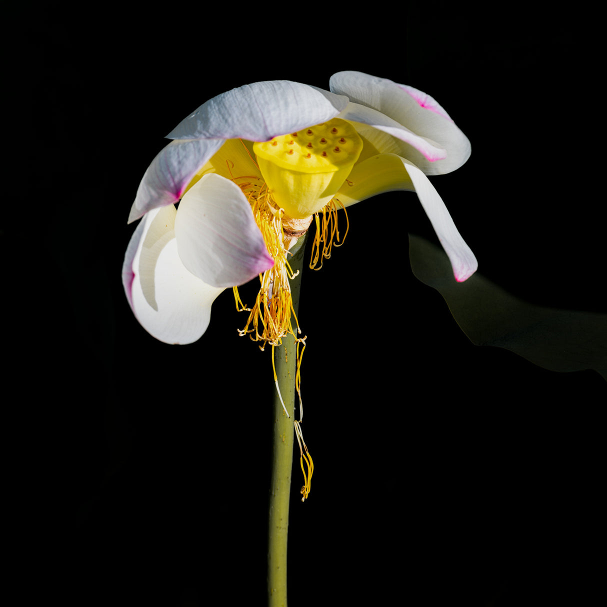Lotus Flower Poster och Canvastavla
