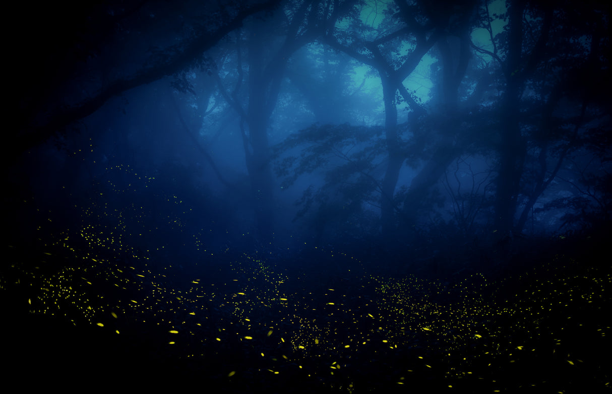 summer festival of spirits Poster och Canvastavla