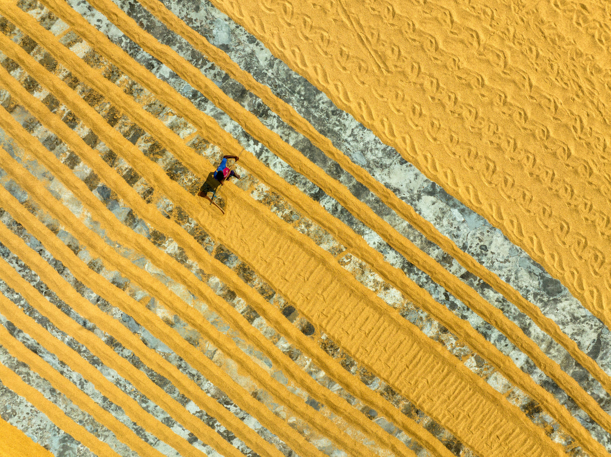 Pattern in the rice drying field Poster och Canvastavla