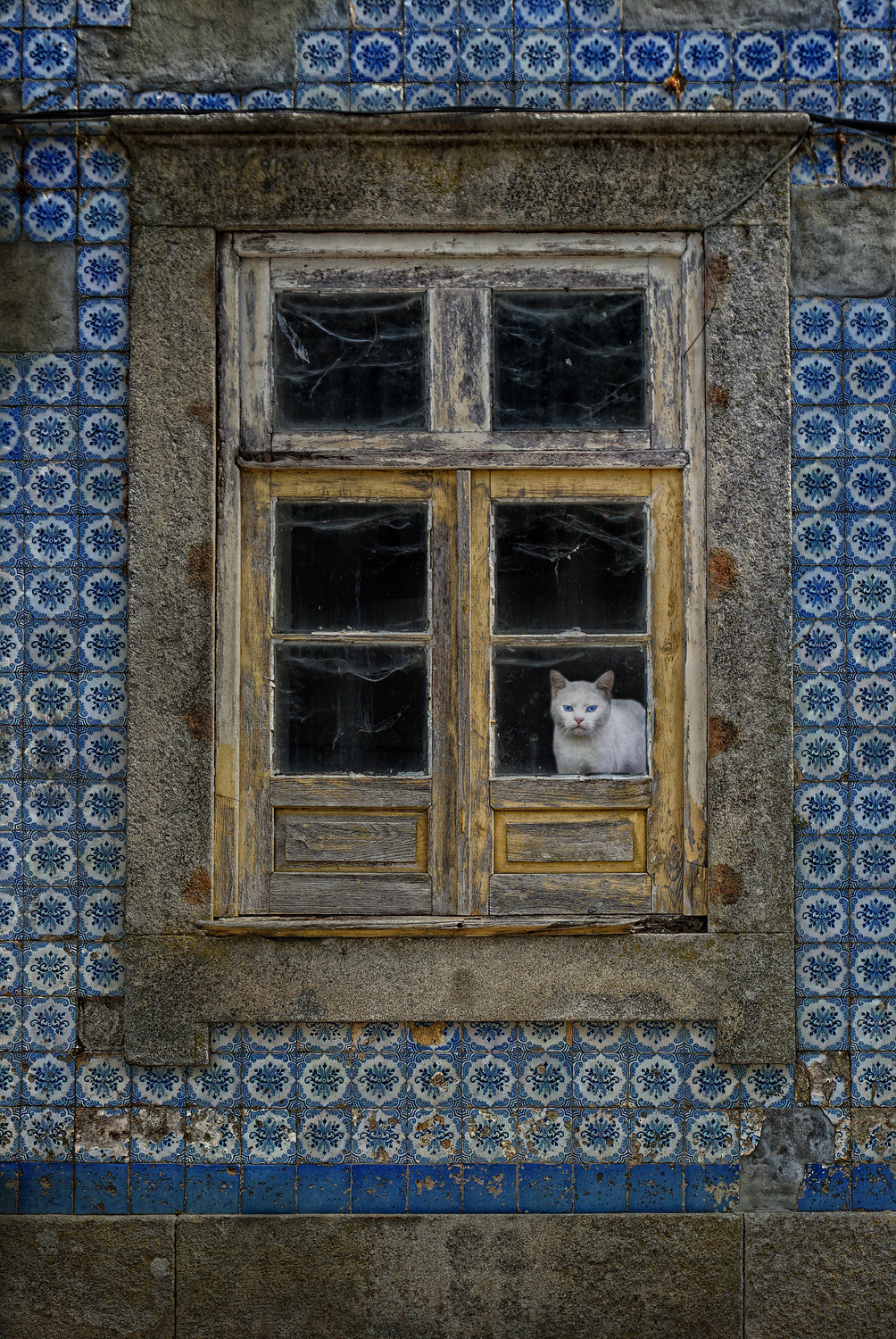 The cat in the window Poster och Canvastavla