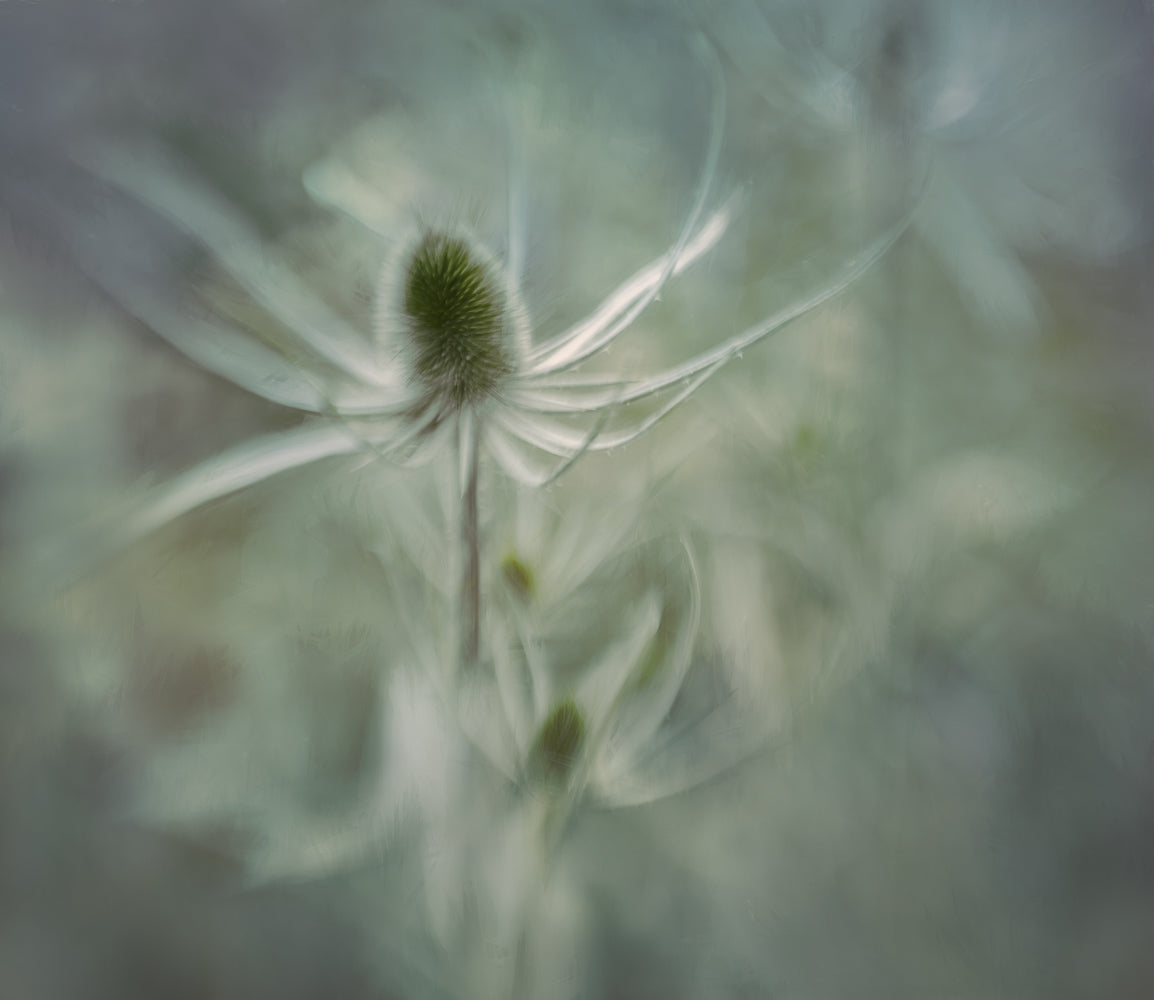 Teasel Poster och Canvastavla