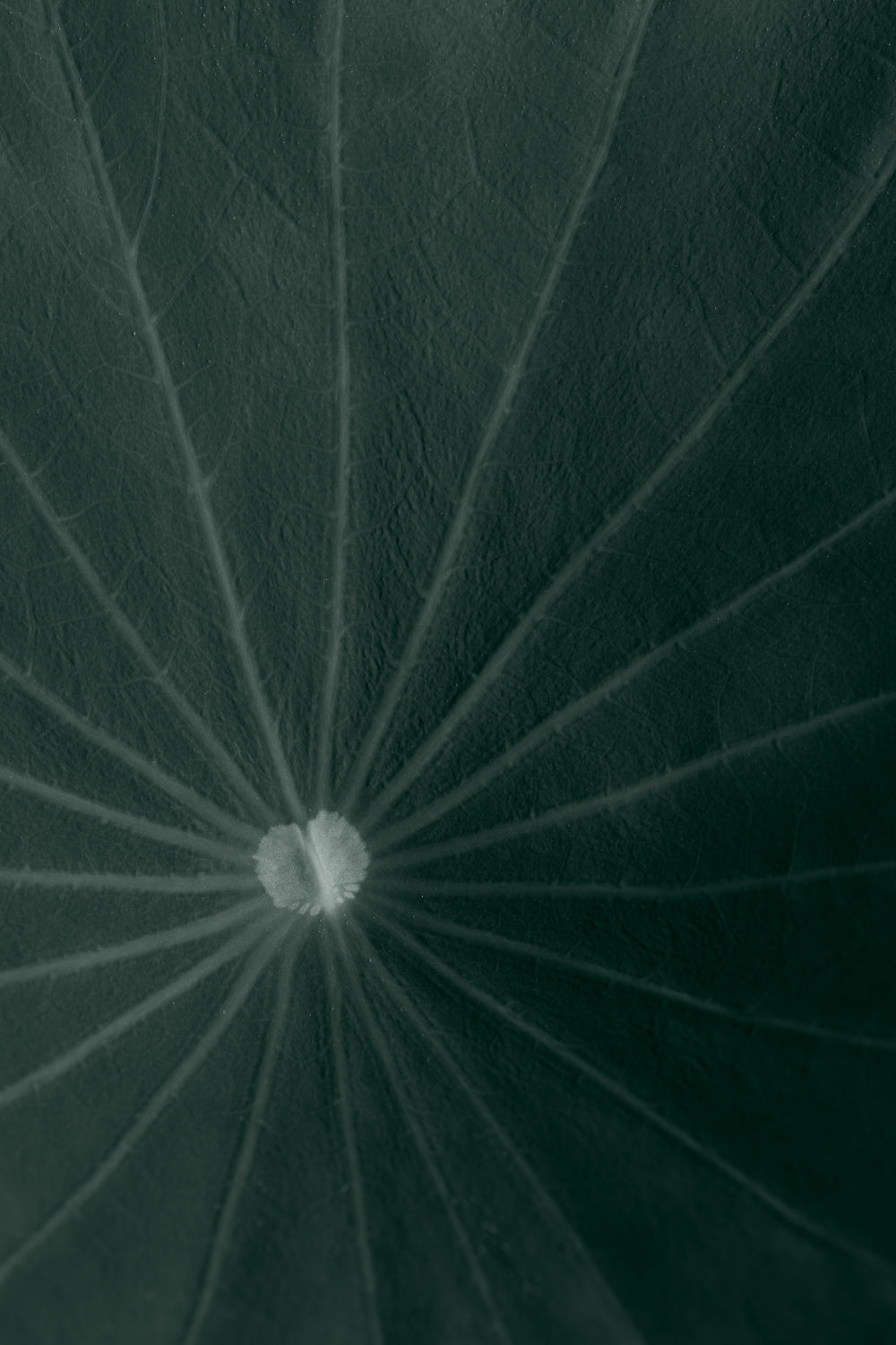 Dark green leaf Poster och Canvastavla