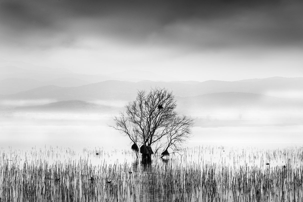 Morning Mist at Koroneia lake Poster och Canvastavla