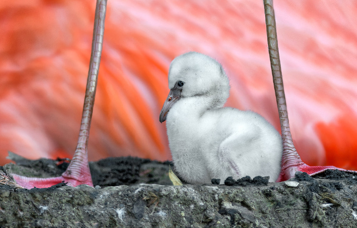 Flamingo chick Poster och Canvastavla