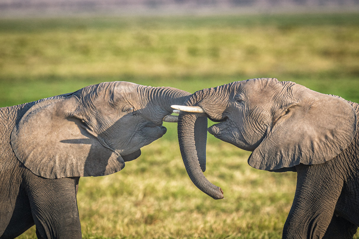 Trunk to Trunk... Poster och Canvastavla