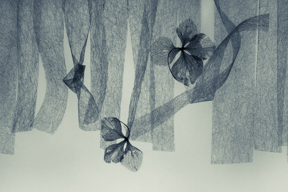 Ephemeral Beauty Poster och Canvastavla