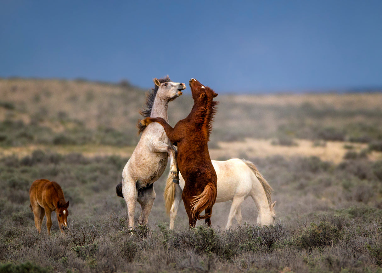 Wild Wild West Poster och Canvastavla