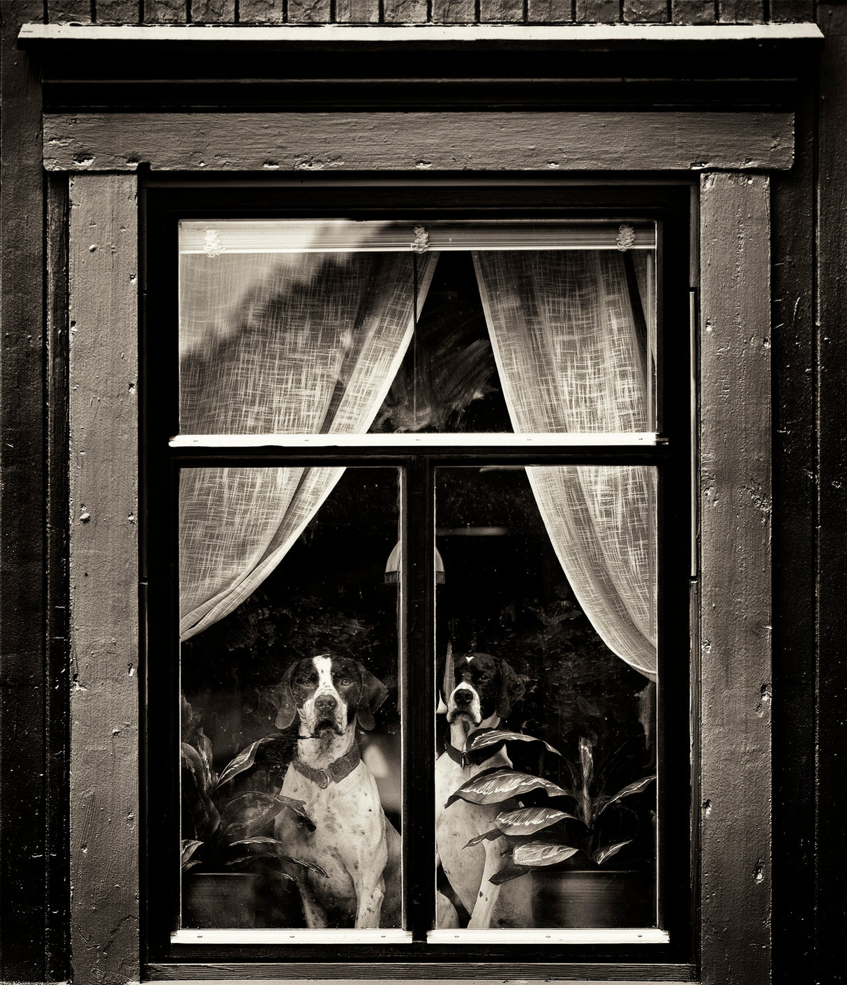 Dogs Poster och Canvastavla
