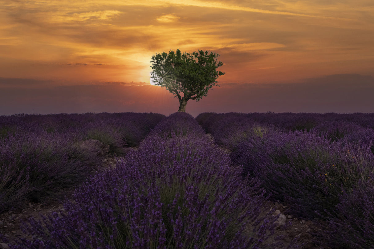 Sunrise in Valensole Poster och Canvastavla