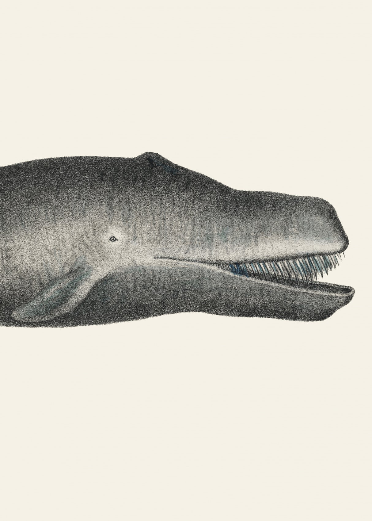 Whale Ii Tight Crop Handcolored Sealife Lithograph 1824 Poster och Canvastavla