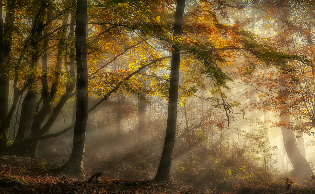 The lights of the forest Poster och Canvastavla