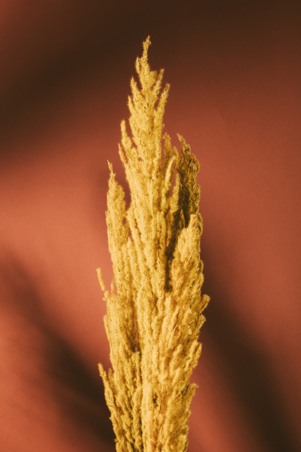 Yellow Grass Rust Poster och Canvastavla