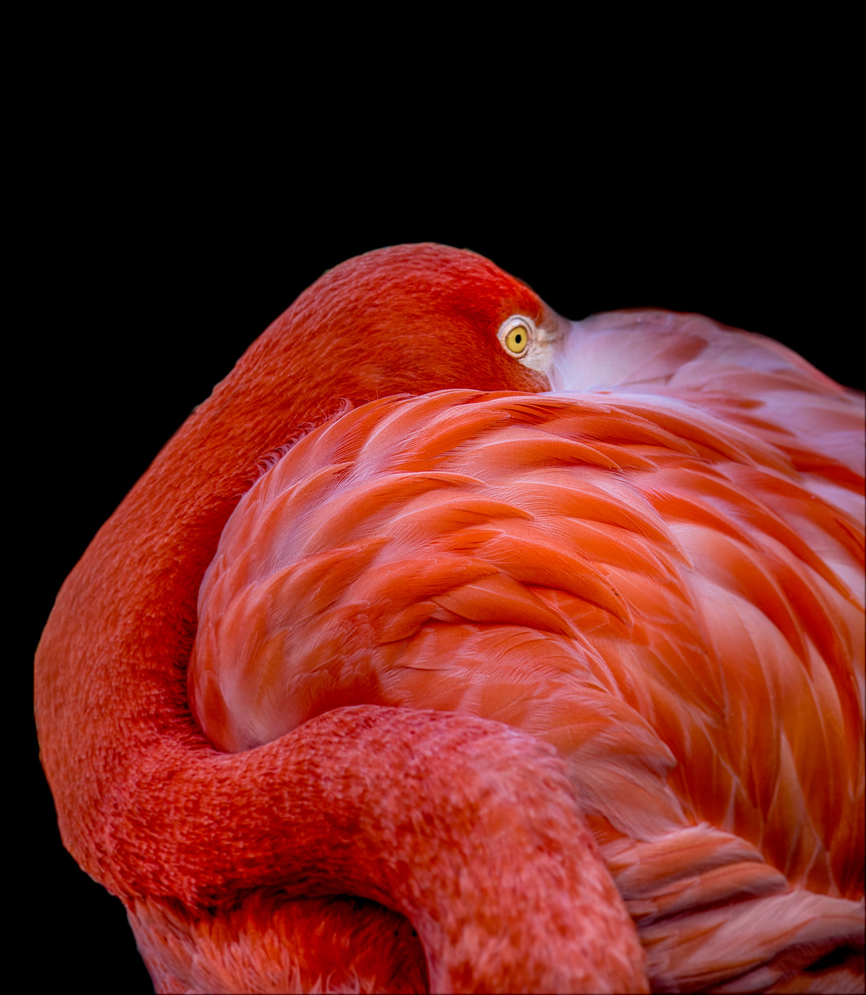 Flamingo Poster och Canvastavla
