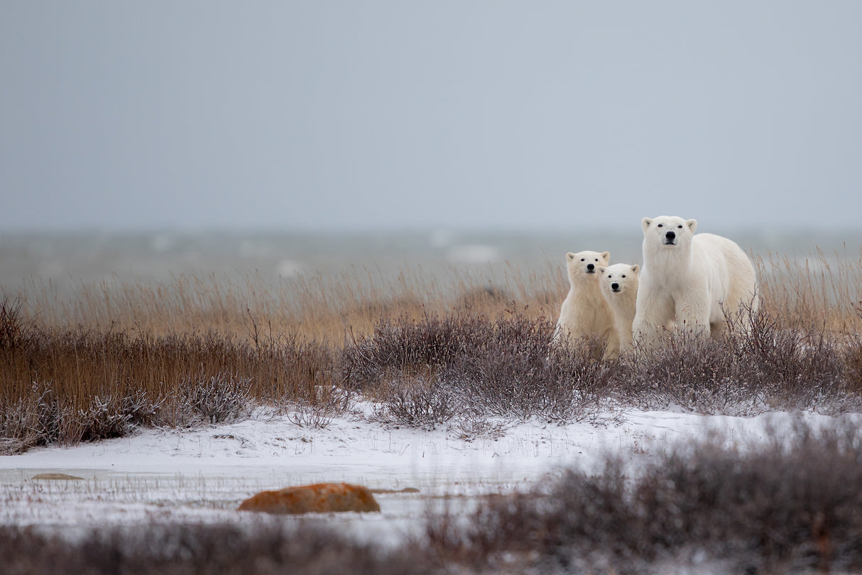 Mother with Cubs Poster och Canvastavla