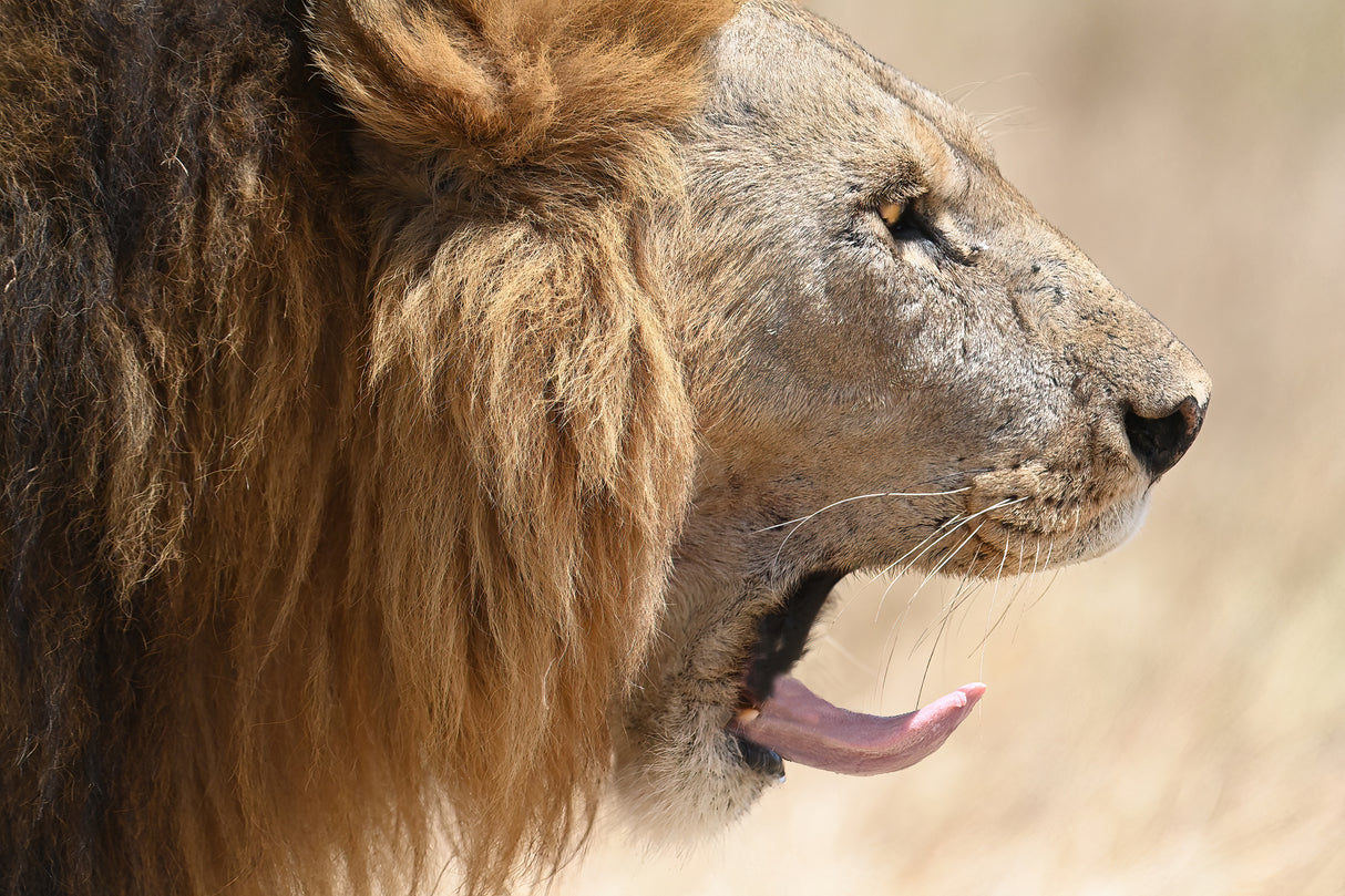 Lion Poster och Canvastavla