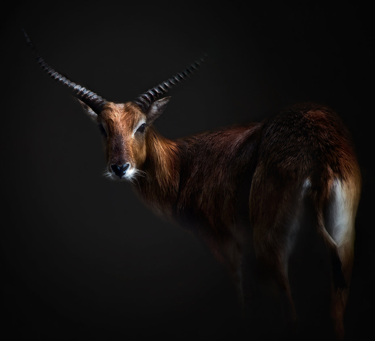 Antelope Lechwe Portrait Poster och Canvastavla
