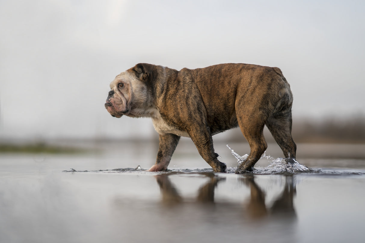 Walking on water Poster och Canvastavla