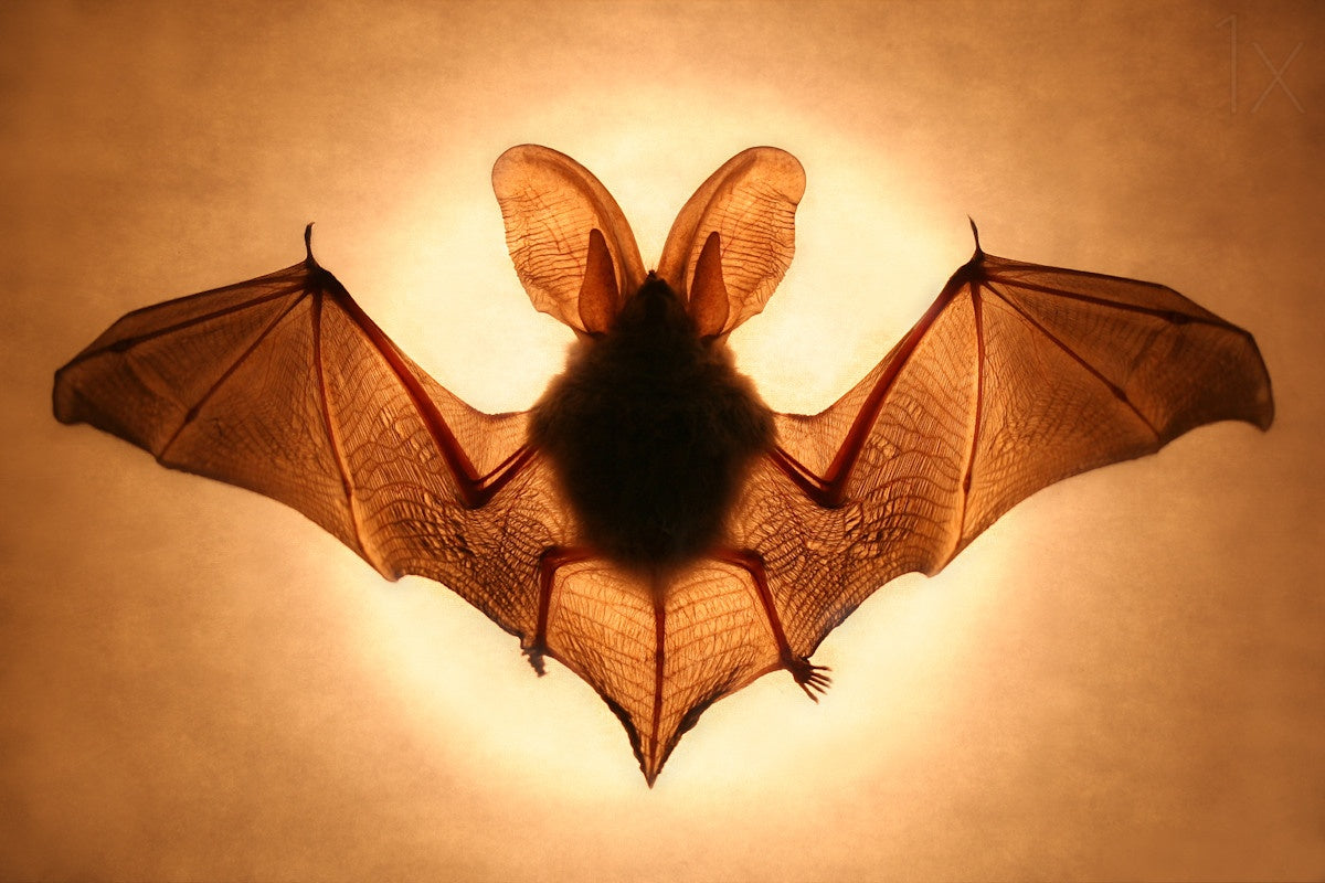 Bat Poster och Canvastavla