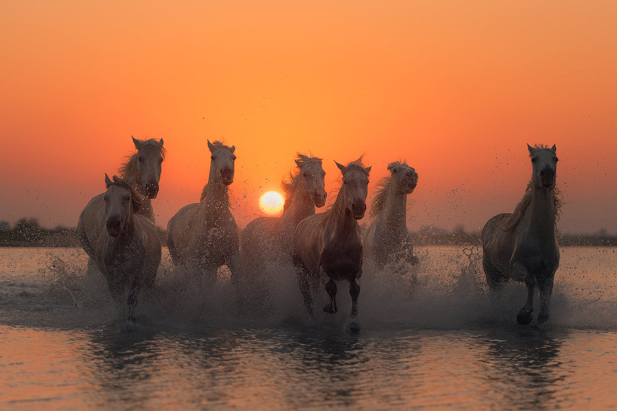 Sunset in Camargue Poster och Canvastavla