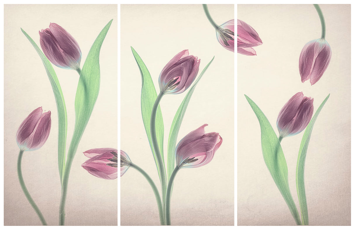 Dancing Tulips Poster och Canvastavla