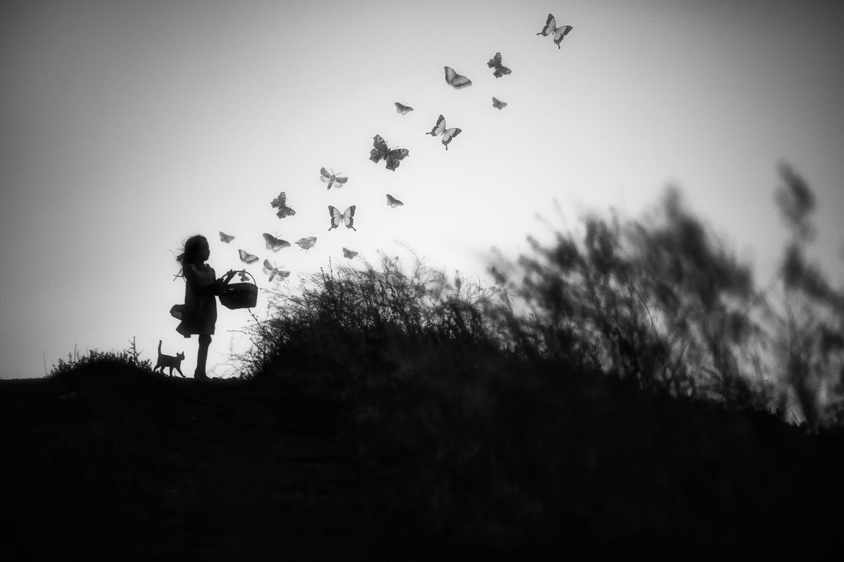 butterflies Poster och Canvastavla