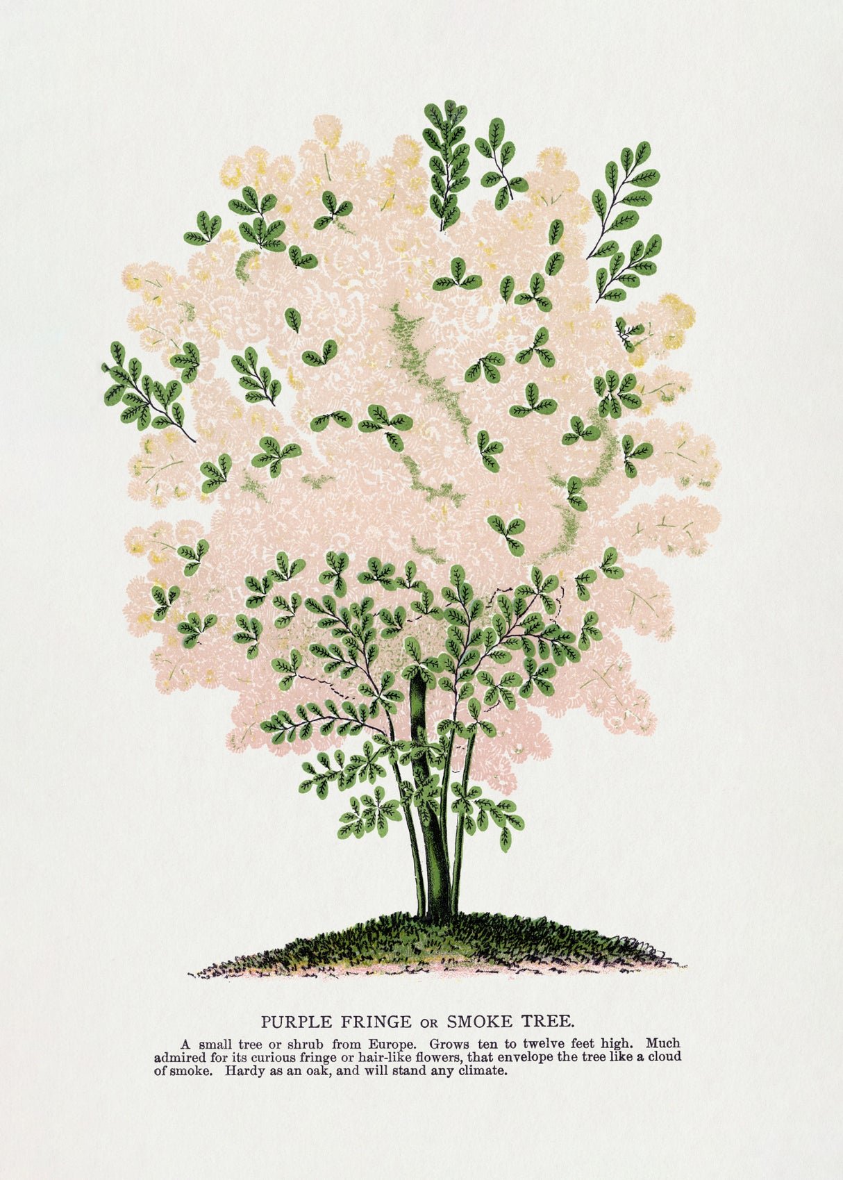 Purple Fringe Tree Lithograph Poster och Canvastavla
