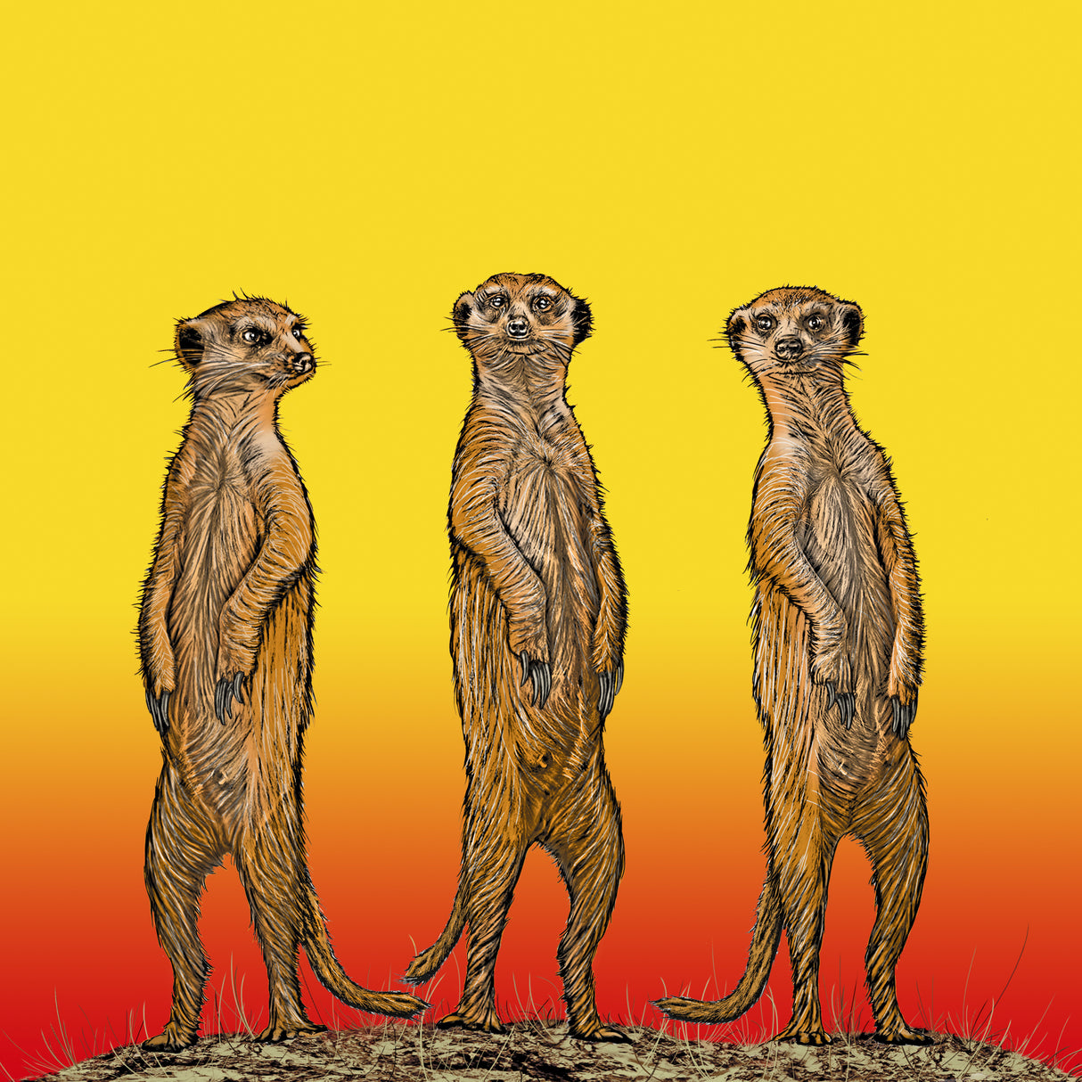 Meerkat Gang at Sunset Poster och Canvastavla