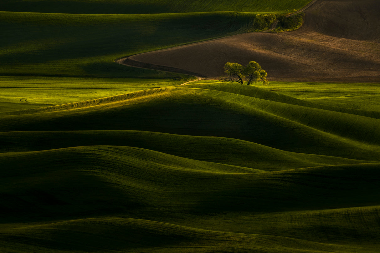 Solitary Tree in Rolling Wheat Poster och Canvastavla