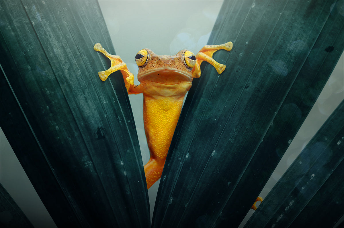 Gold Frog Poster och Canvastavla