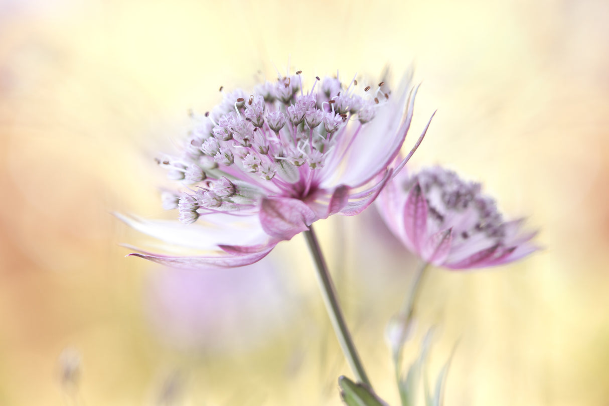 Pink Astrantia Poster och Canvastavla