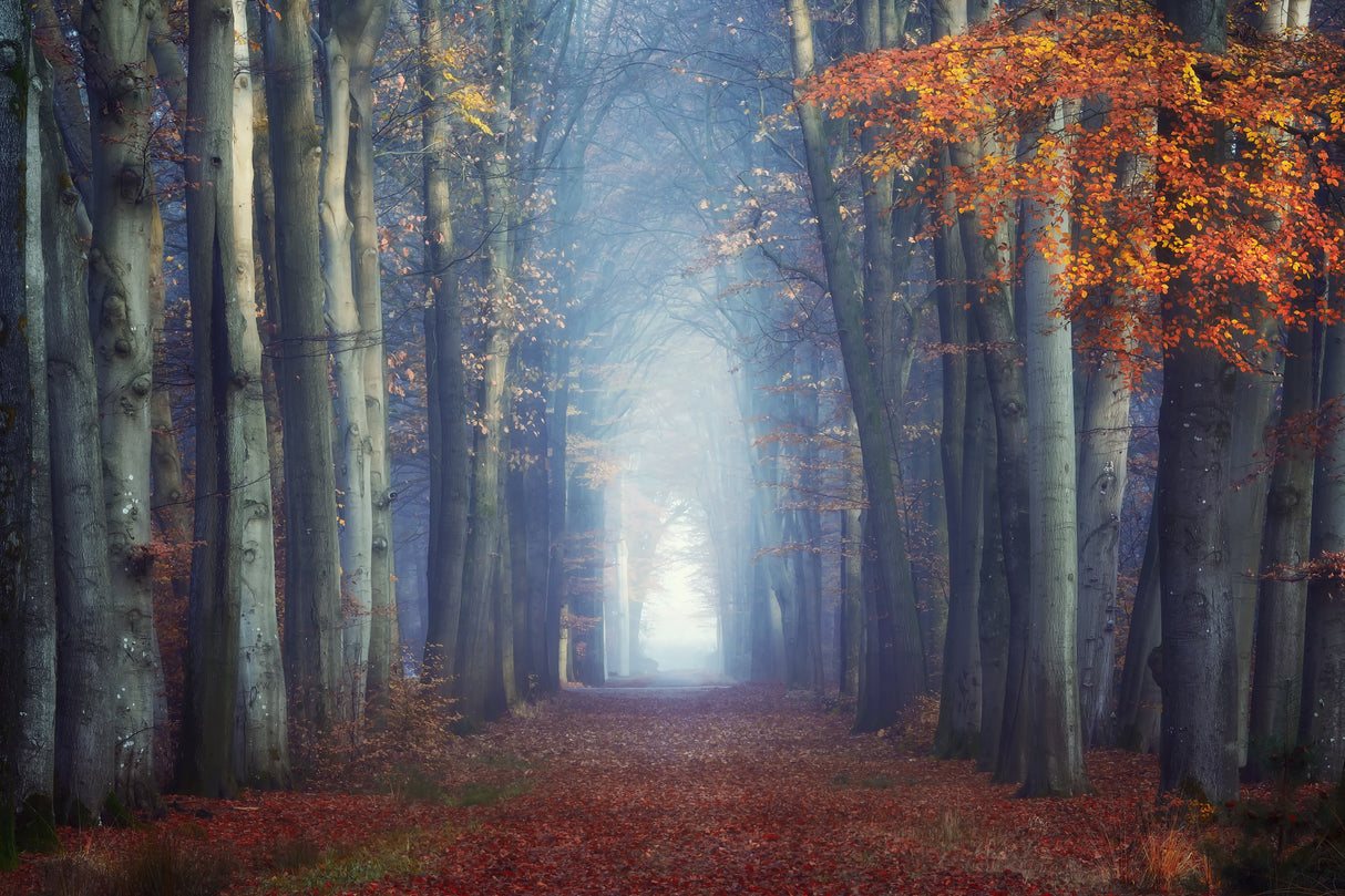 Autumn has arrived Poster och Canvastavla