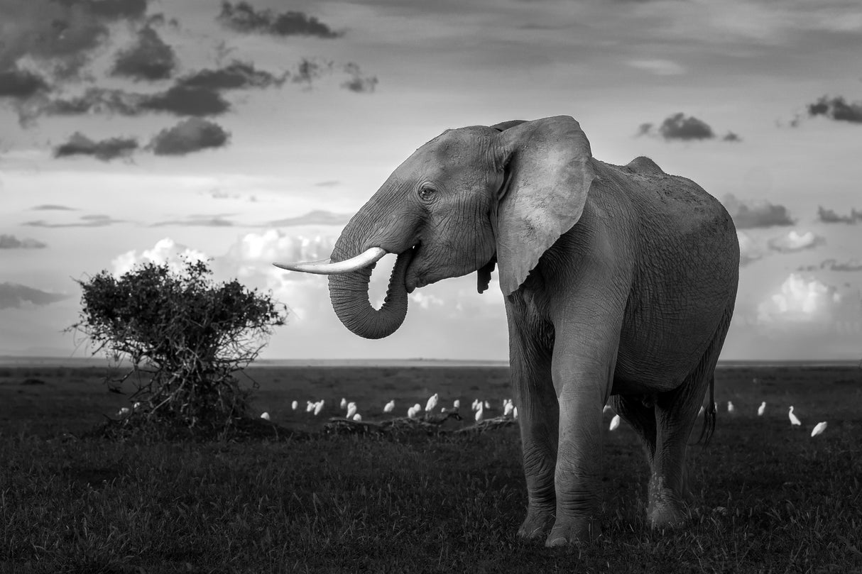 Beautiful Elephant Poster och Canvastavla