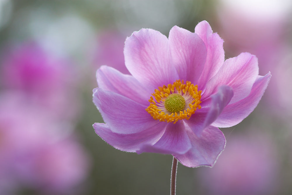 Morning Anemone Poster och Canvastavla
