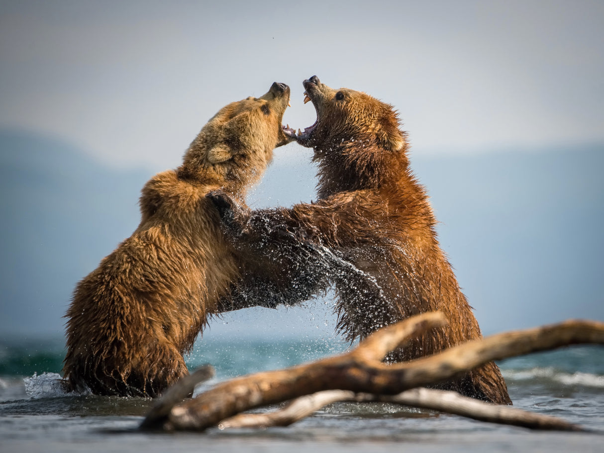 The Kamchatka brown bear, Ursus arctos Poster och Canvastavla