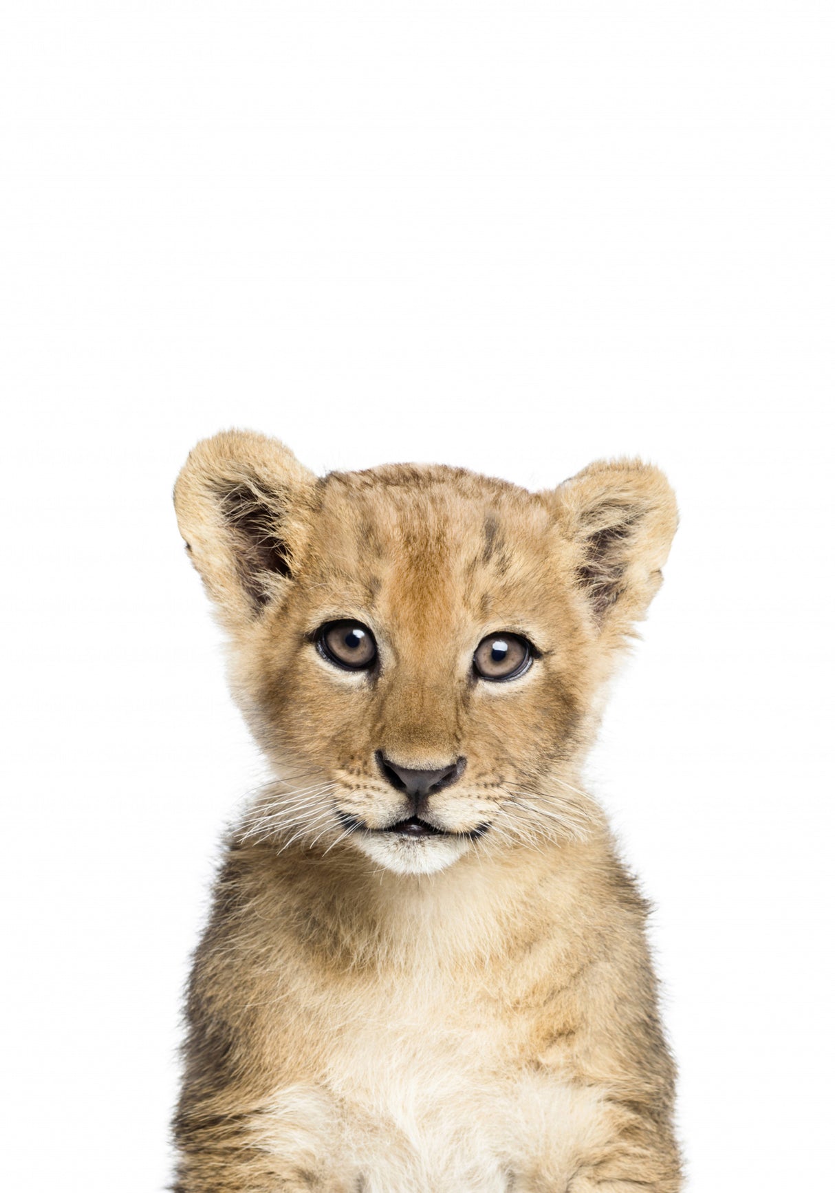 Baby Lion Poster och Canvastavla