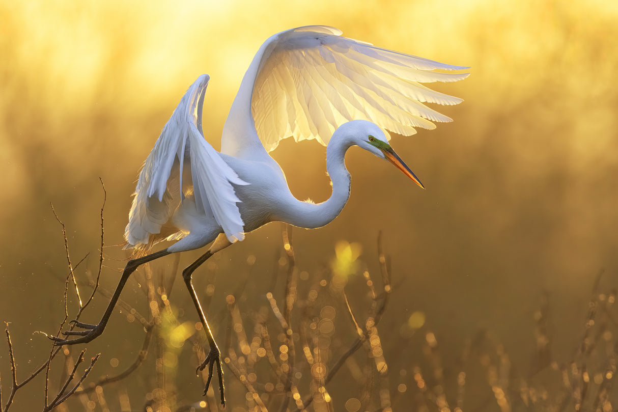 Morning Egret Poster och Canvastavla