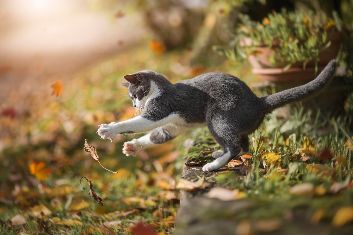 Autumn Play Poster och Canvastavla
