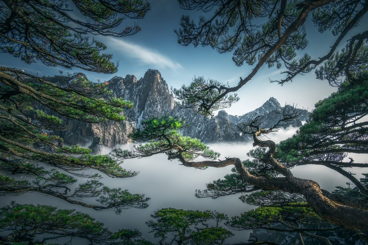 Strange pine tree in Yellow mountain Poster och Canvastavla