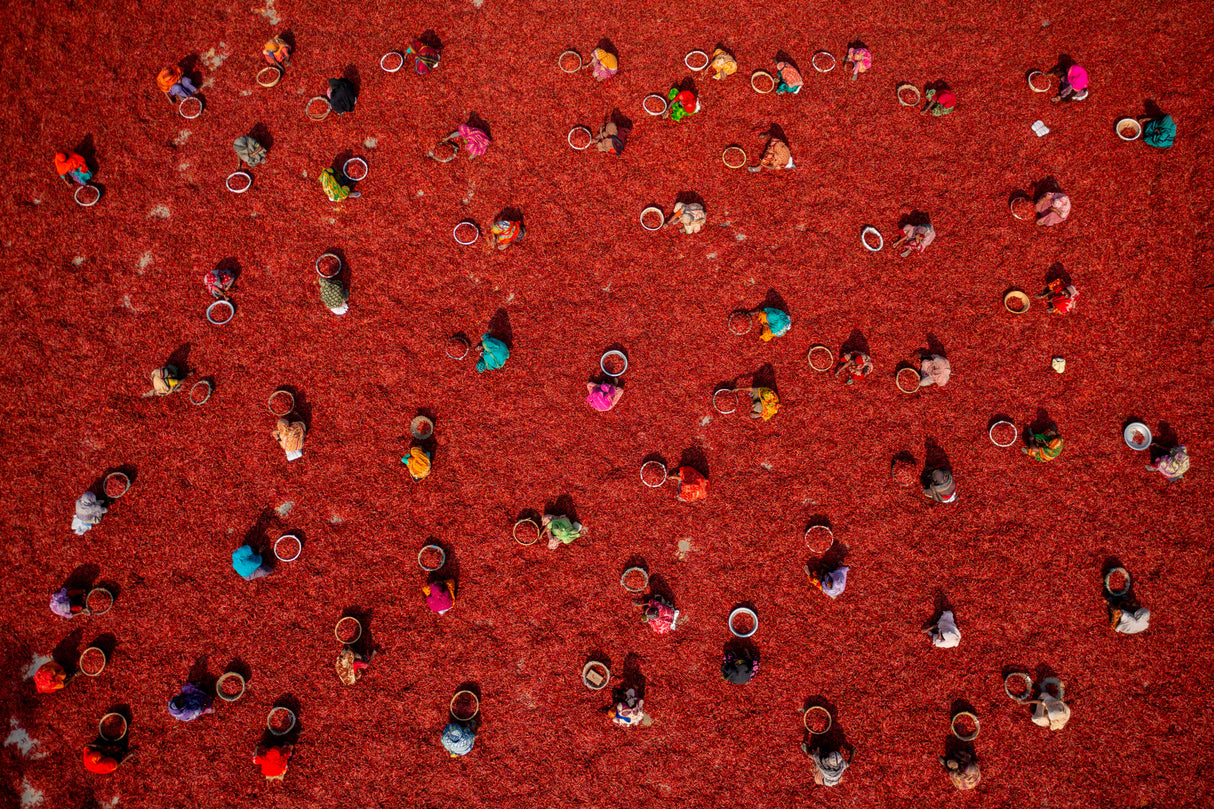 Women picking red chilies Poster och Canvastavla