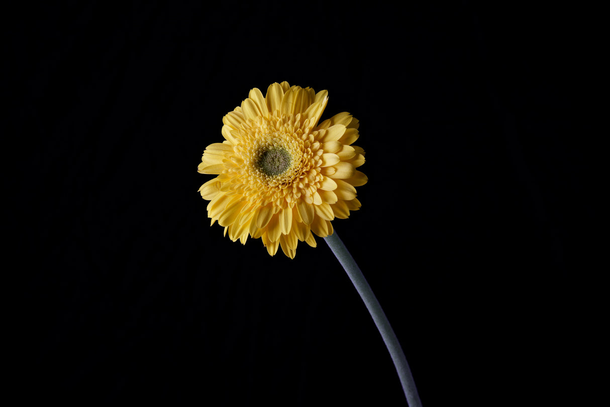 beautiful flower in front of black background Poster och Canvastavla