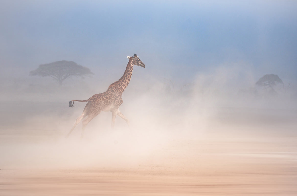 The giraffe dance2 Poster och Canvastavla
