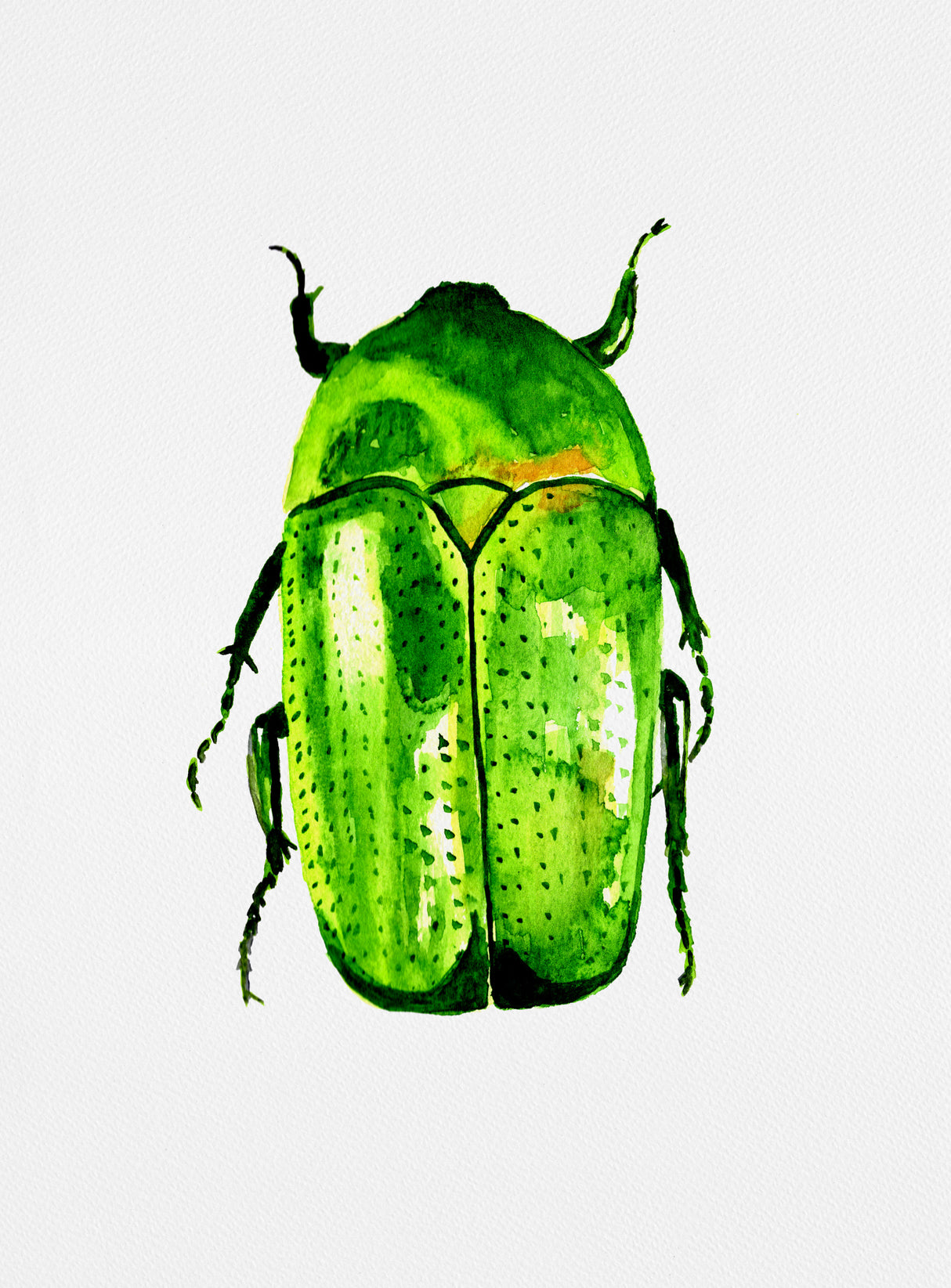 Green June beetle or Cotinis nitida Poster och Canvastavla