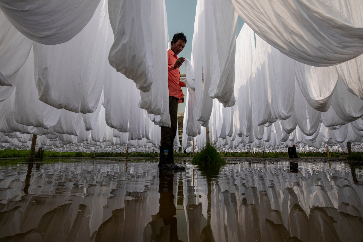 Working in white cloth Poster och Canvastavla