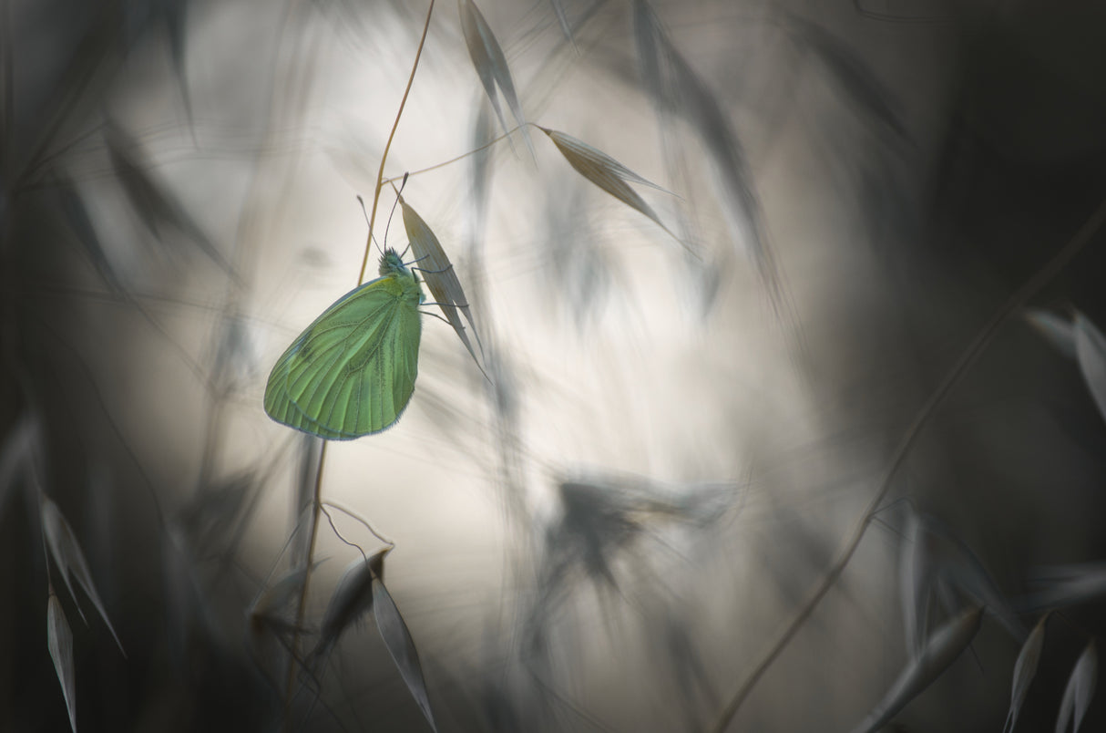 Douce nuit Poster och Canvastavla