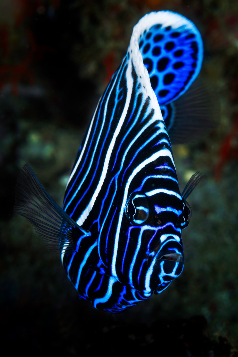 Emperor angelfish Poster och Canvastavla