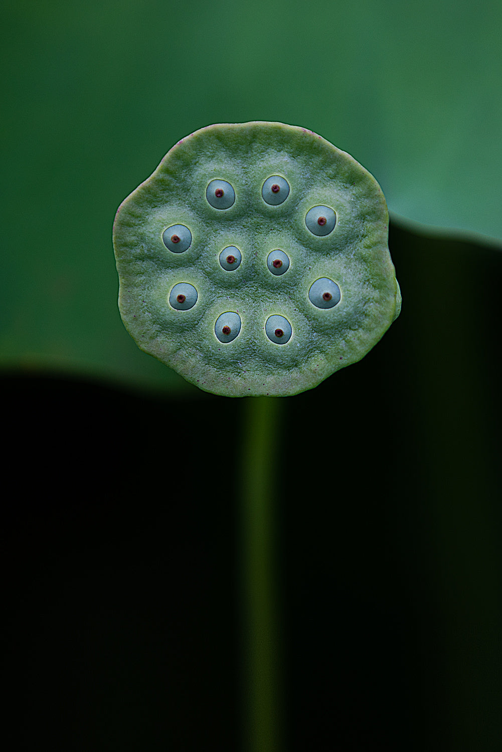 A lotus Poster och Canvastavla