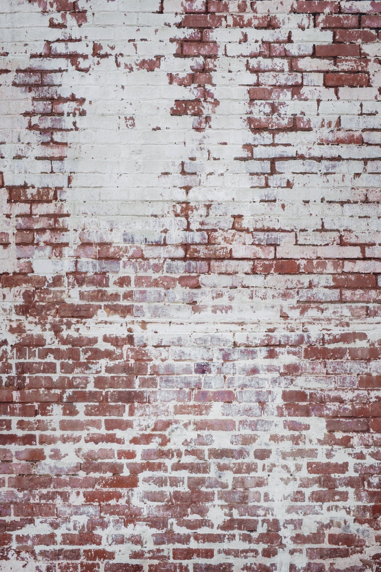 Brick Wall Poster och Canvastavla